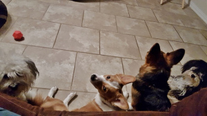 Rilo is the sheep herder of the bunch and nothing is going to stop him from wanting the whole family together 